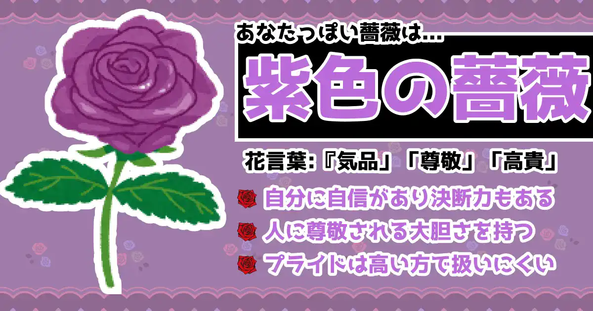 紫色の薔薇の画像