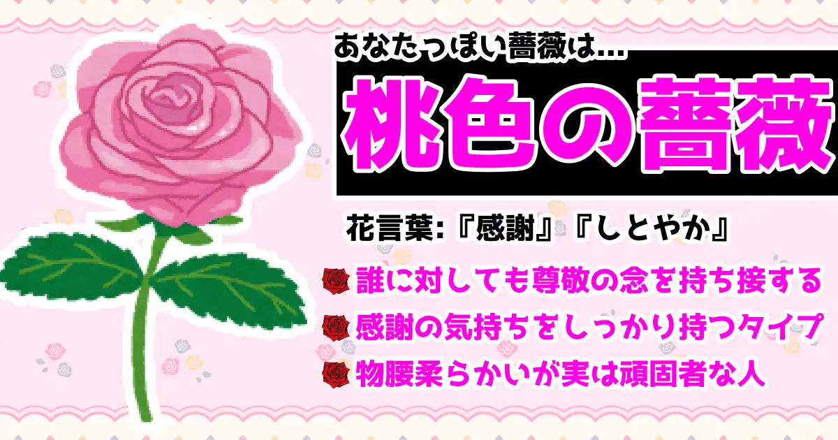 桃色の薔薇の画像